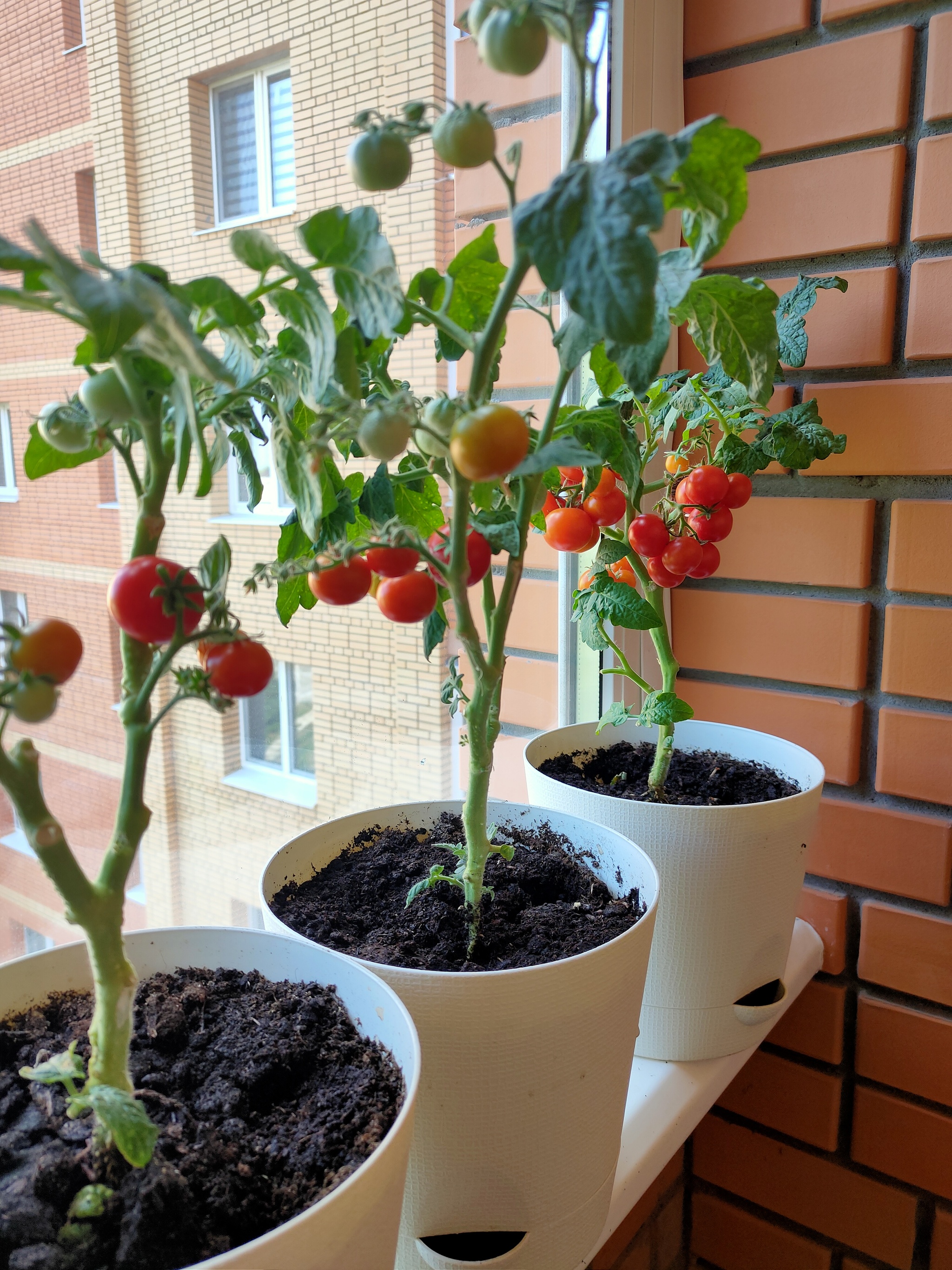 Wie pflegen Sie Tomaten auf der Fensterbank?