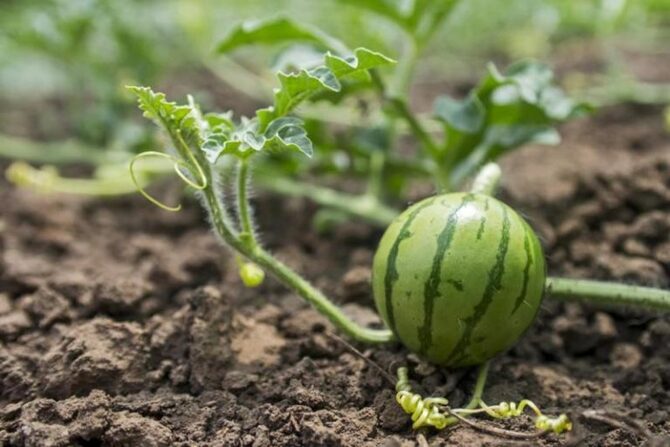 Wie pflegen Sie Wassermelonensetzlinge?