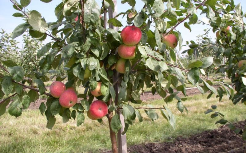 Wie pflegen Sie junge Apfelbäume im Herbst?