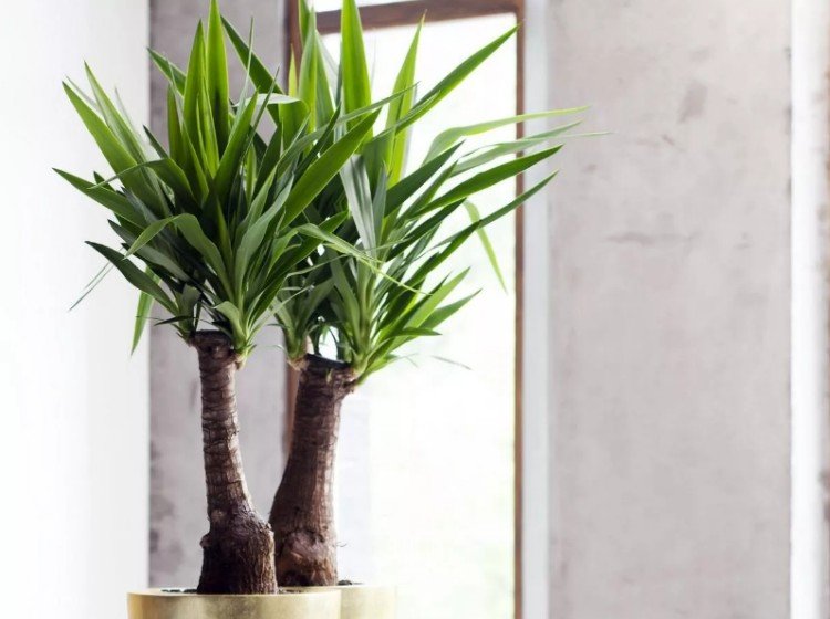 Wie pflegt man die Yucca zu Hause?
