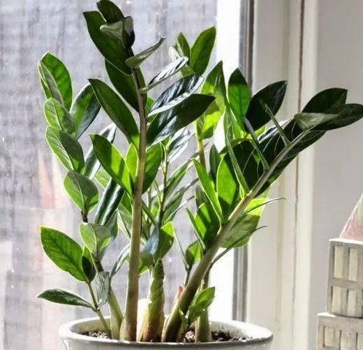 Wie pflegen Sie Zamioculcas zu Hause?