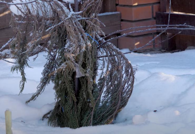 Wie schützt man Pflanzen im Winter mit Reisig ab?