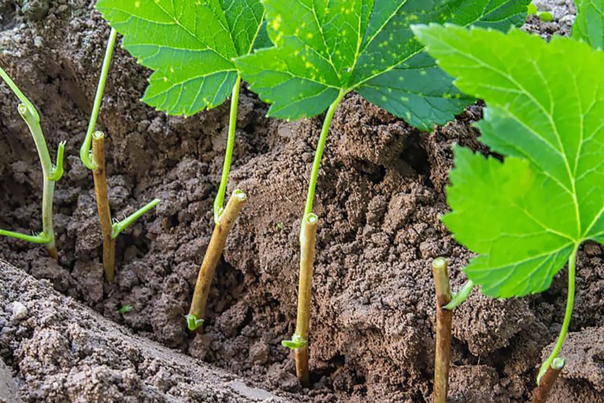 Wie schneidet man Weinrebenstecklinge für die Pflanzung im Frühjahr?