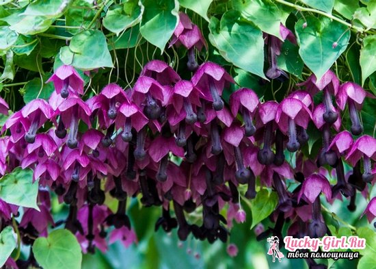 Wie kann man Rhodochiton aus Samen ziehen?