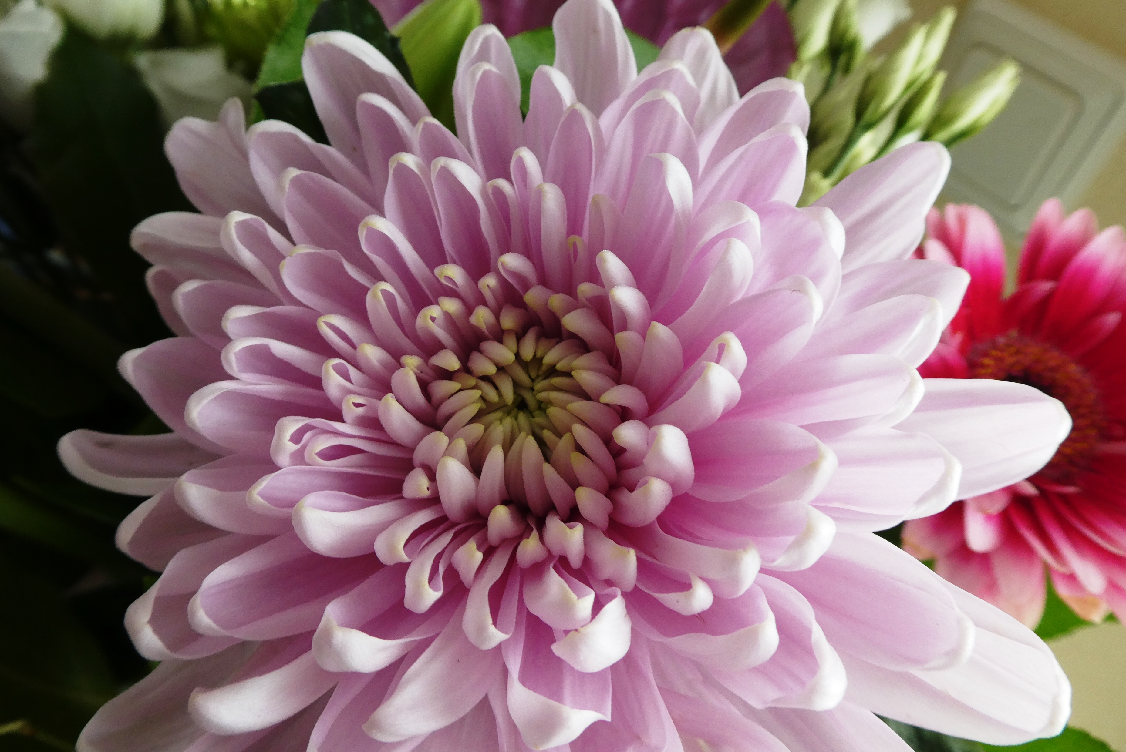 Wie bewahrt man geschnittene Chrysanthemen auf?