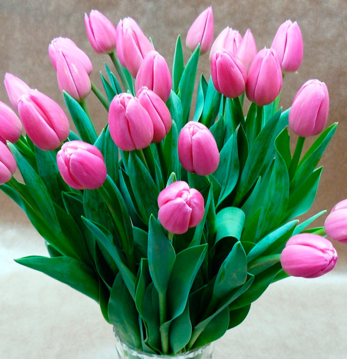 Wie man geschnittene Tulpen frisch hält