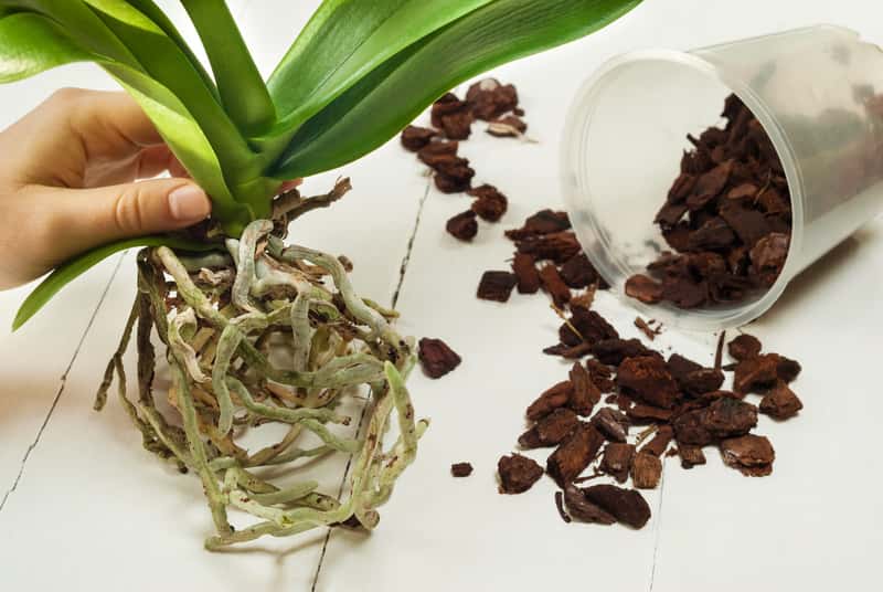 Wie bereitet man Orchideenerde selbst zu?