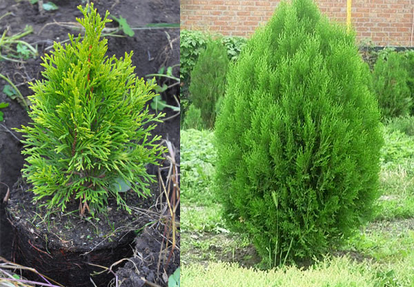 Wie pflanzt man Thuja im Herbst ins Freiland?