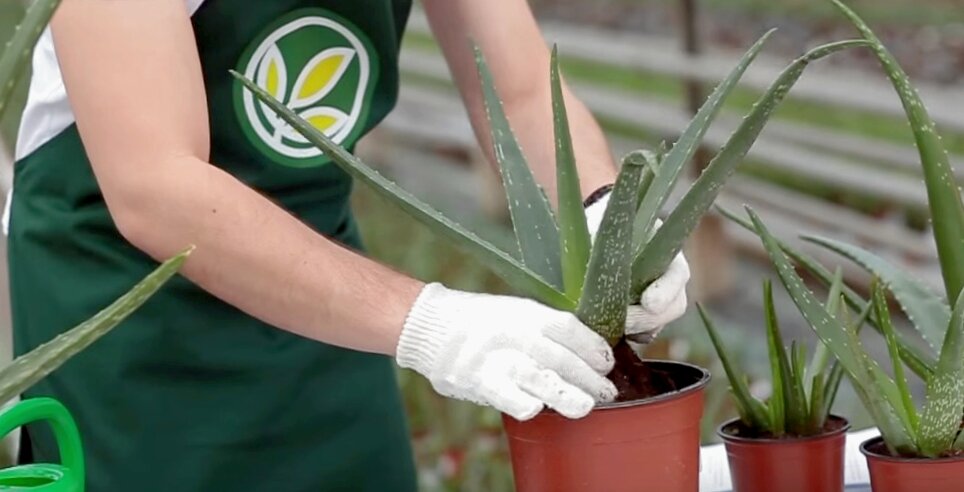 Wie pflegen Sie Aloe richtig?