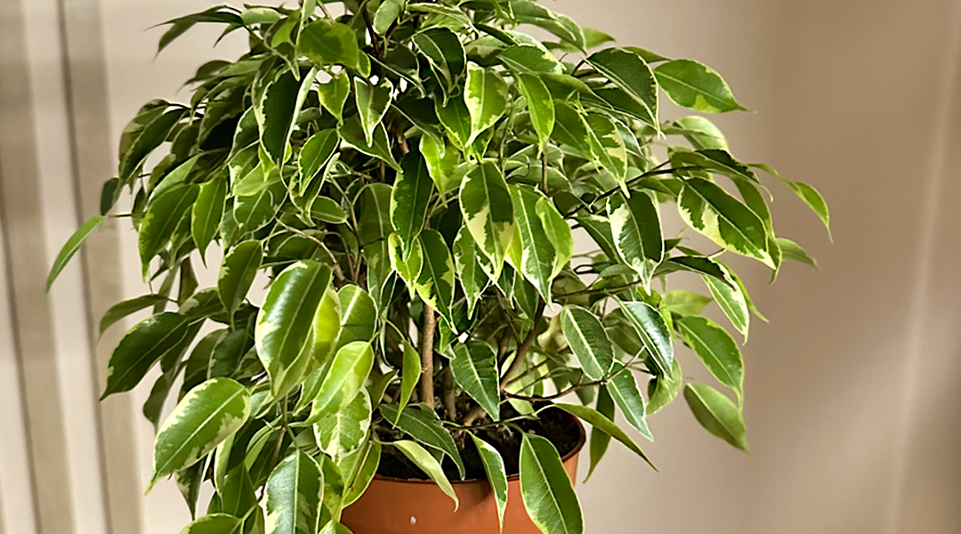 Wie pflegen Sie den Ficus benjamina richtig?