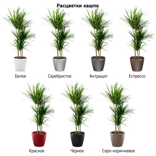 Wie pflegt man die Dracaena richtig?
