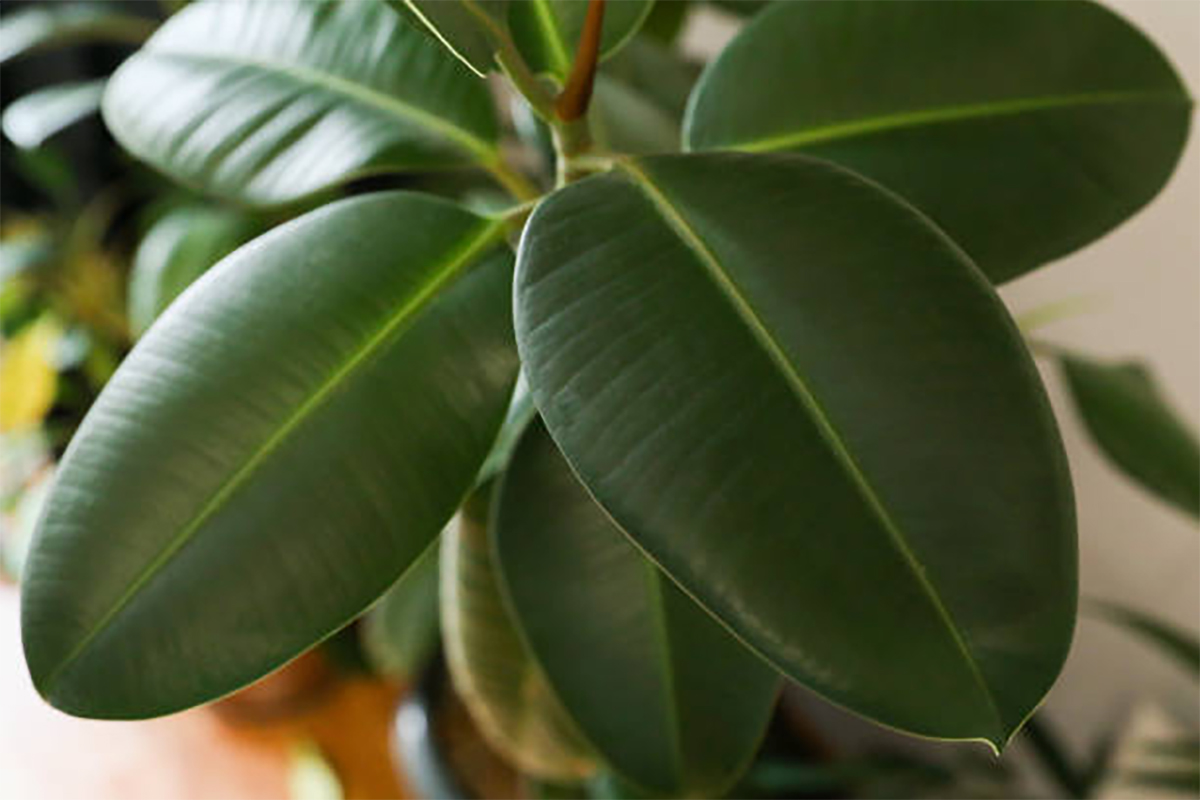 Wie pflegen Sie einen Ficus richtig?
