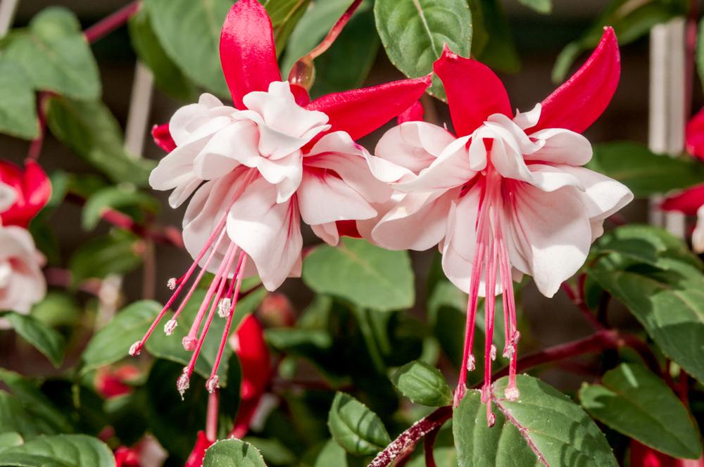 Wie pflegen Sie eine Fuchsie richtig?