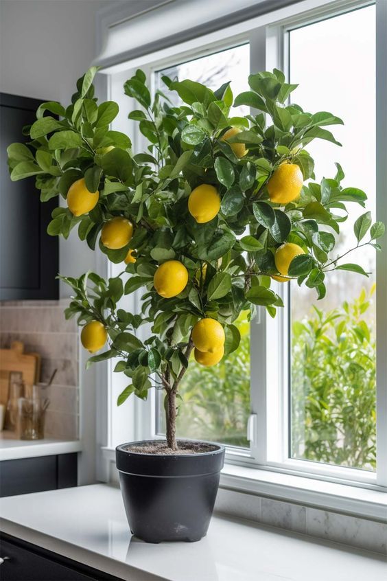 Wie pflegen Sie einen Zitronenbaum richtig?