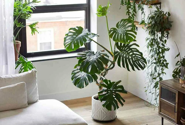 Wie pflegt man eine Monstera richtig?