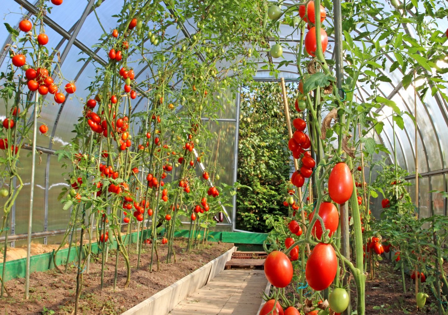 Wie pflegt man Tomaten im Gewächshaus richtig?