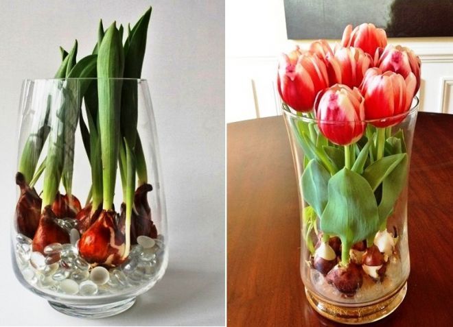 Wie pflegt man Tulpen richtig?