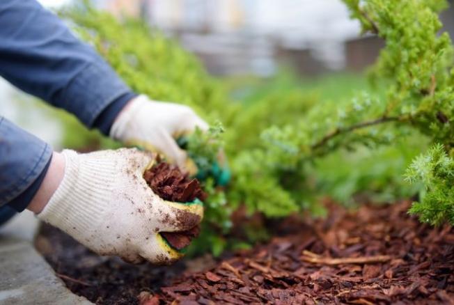 Wie pflegen Sie den Garten richtig?