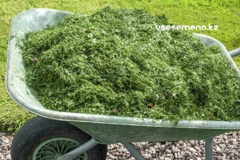 Wie mulchen Sie den Boden richtig mit gemähtem Gras?