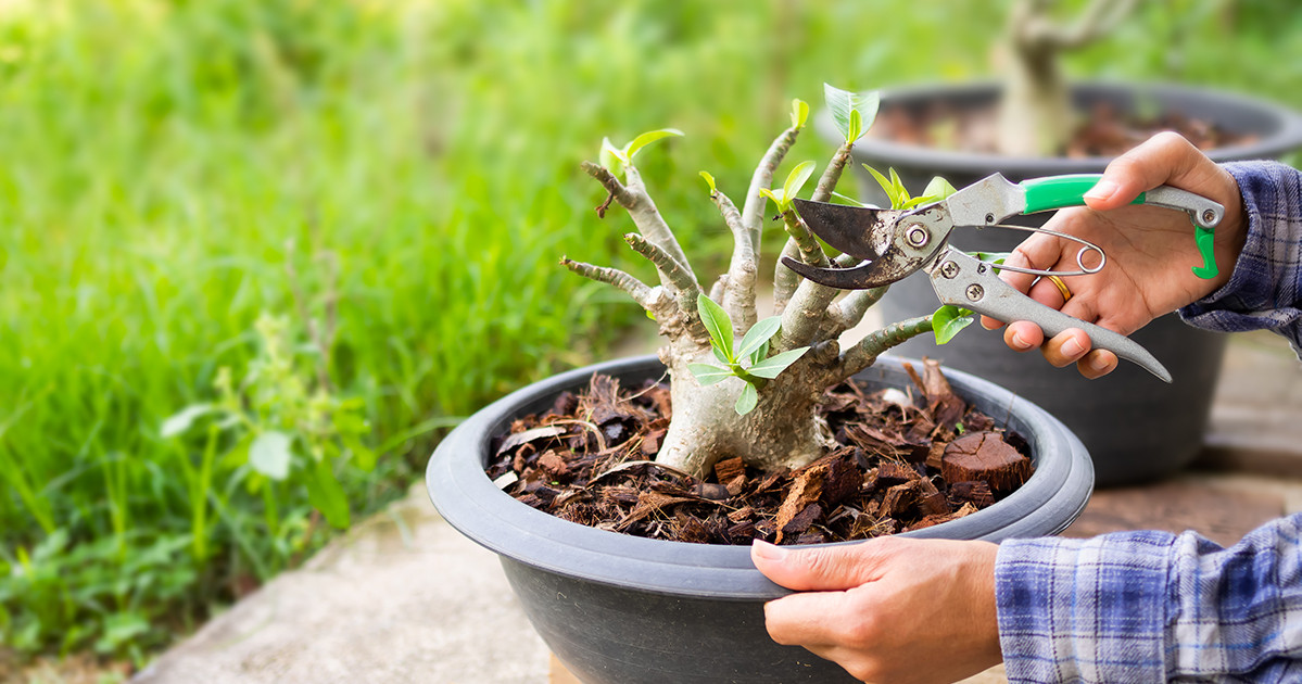 Wie schneiden Sie Adenium richtig?