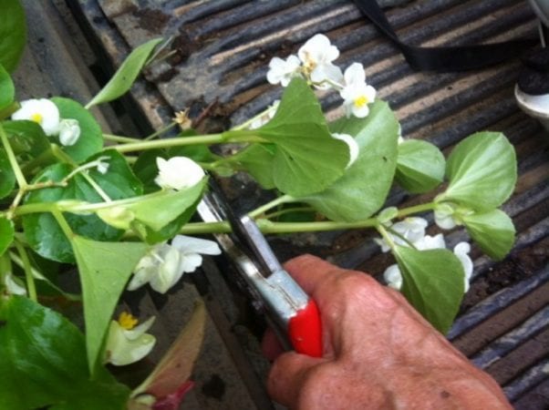 Wie schneidet man eine Begonie nach der Blüte richtig?