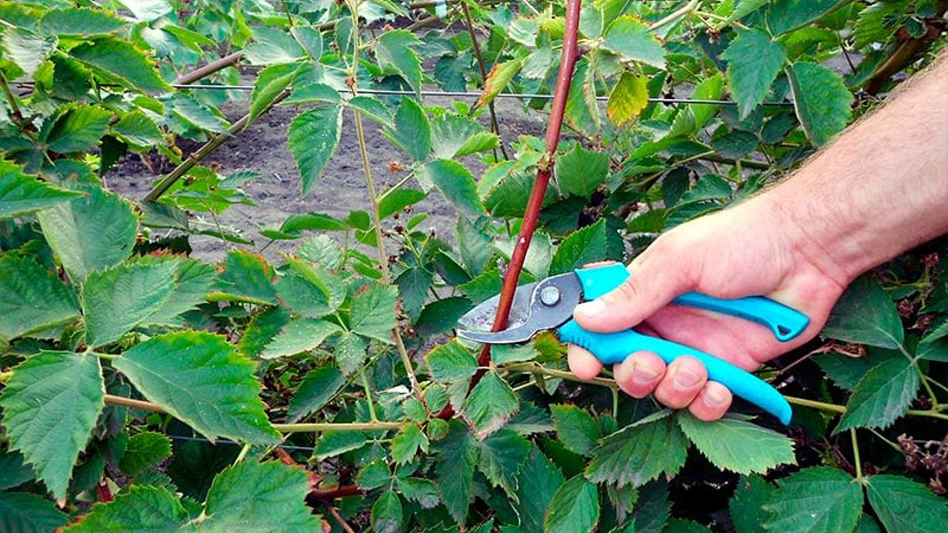 Wie schneiden Sie Brombeeren im Herbst richtig?