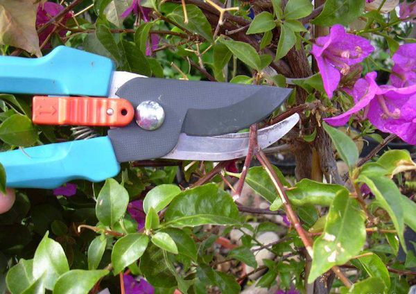 Wie schneidet man Bougainvillea richtig?
