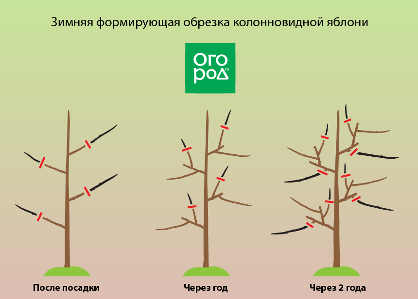 Wie beschneidet man einen Säulenapfelbaum im Herbst richtig?