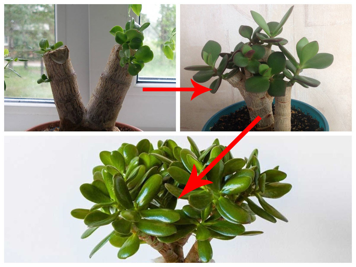 Wie schneidet man eine Crassula richtig?