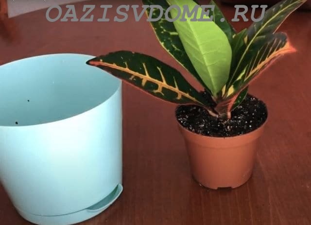Wie schneidet man Croton richtig?