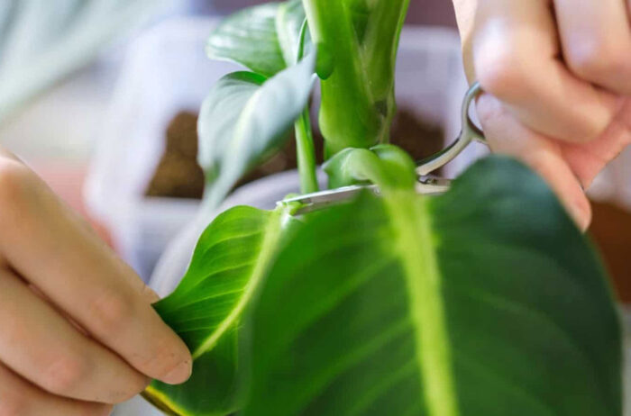 Wie schneidet man Dieffenbachia richtig?