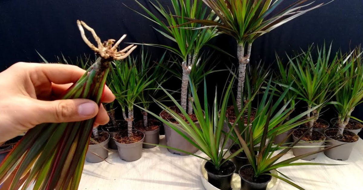 Wie schneidet man die Dracaena richtig, um sie zu verzweigen?