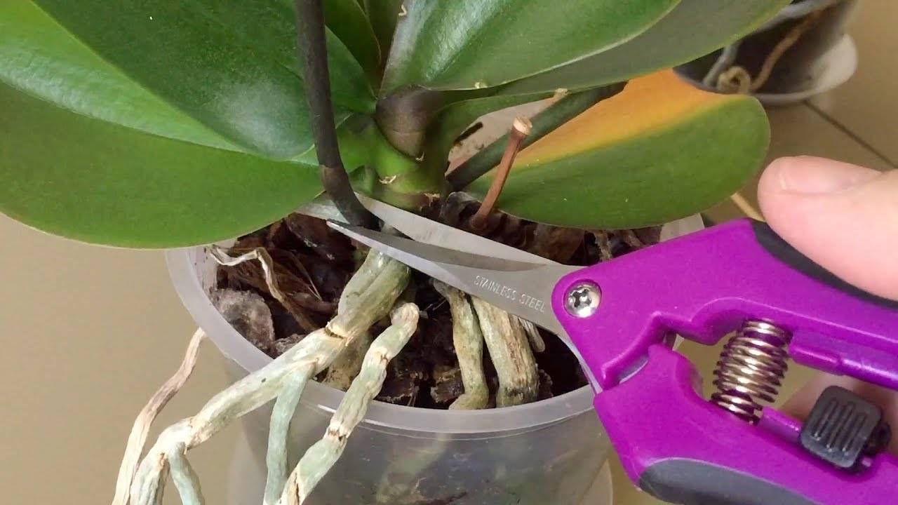 Wie schneiden Sie eine verblühte Orchidee richtig?