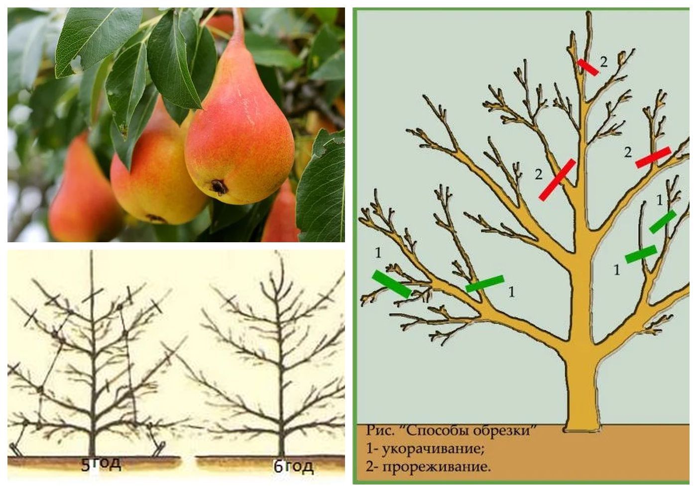 Wie schneidet man Obstbäume im Herbst richtig?