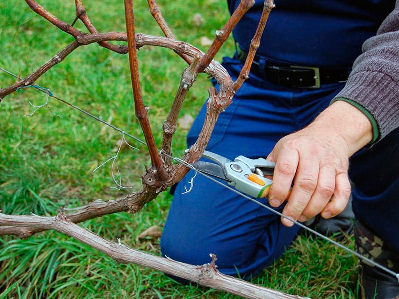 Wie beschneidet man die Weinrebe Isabella im Herbst richtig?