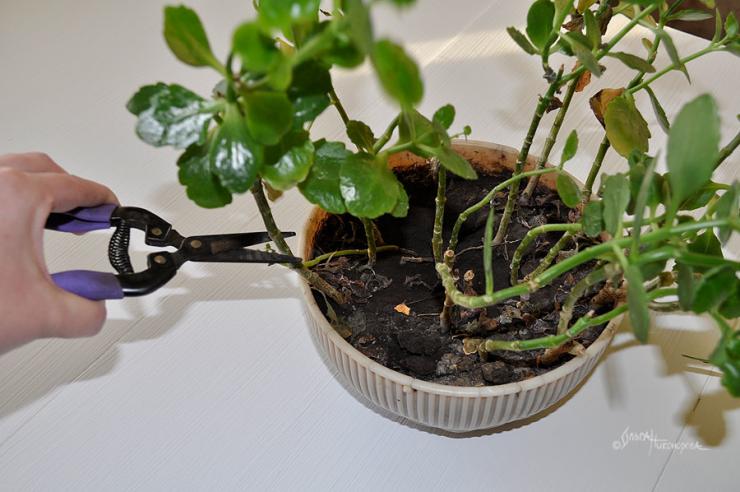 Wie schneiden Sie Kalanchoe nach der Blüte richtig zurück?