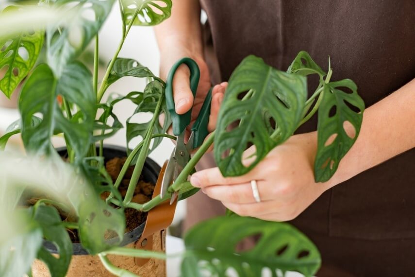 Wie schneidet man Monstera richtig?