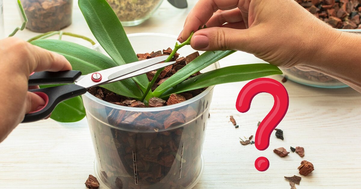 Wie schneidet man eine Orchidee nach der Blüte richtig?