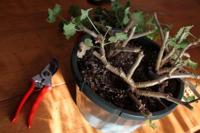 Wie schneidet man Pelargonien richtig für den Winter?