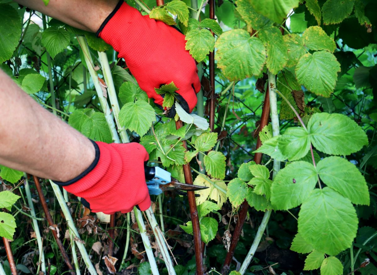 Wie schneiden Sie remontierende Himbeeren richtig für den Winter?