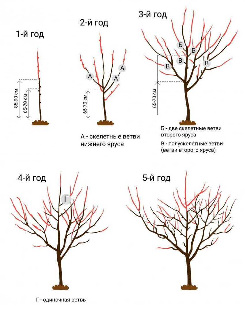Wie schneiden Sie einen jungen Birnbaum richtig?