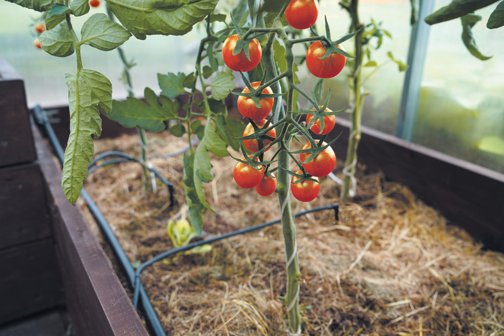 Wie man Tomaten im Gewächshaus richtig gießt