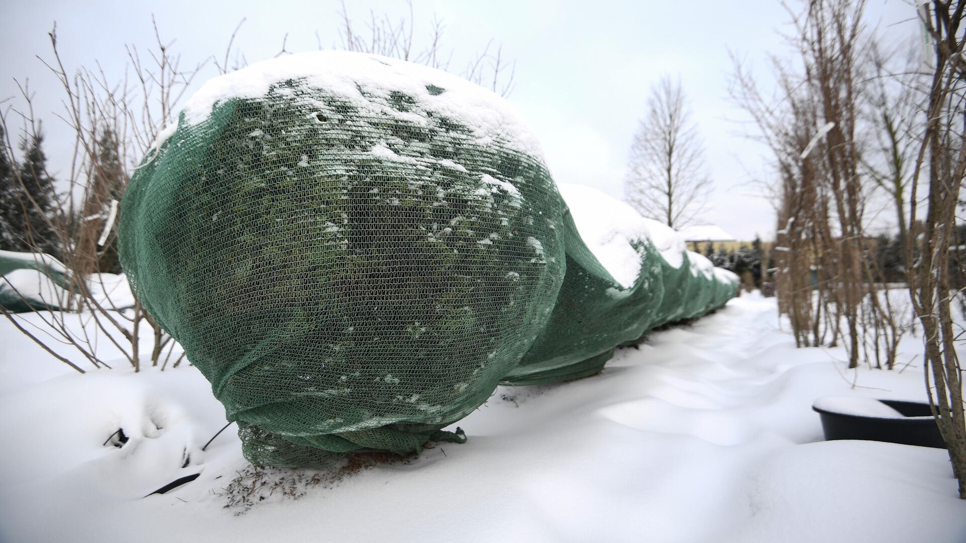 Wie schützt man Nadelgehölze im Winter?