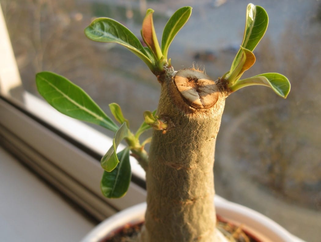 Wie beschneidet man Adenium zu Hause?