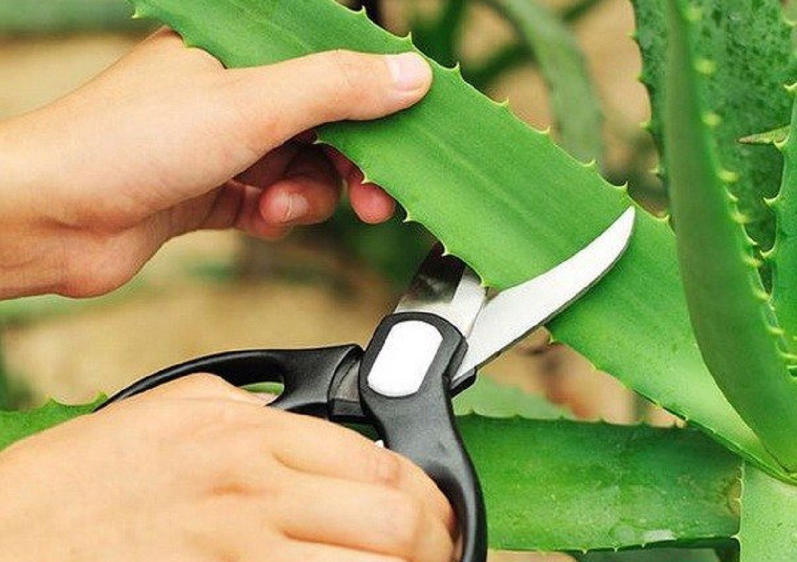 Wie schneidet man Aloe zu Hause?