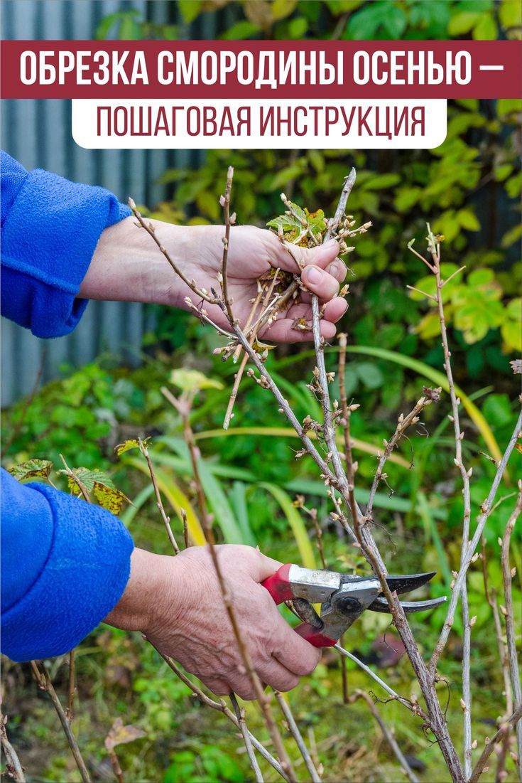 Wie schneidet man einen schwarzen Johannisbeerstrauch?