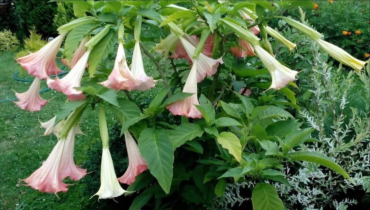 Wie schneidet man Brugmansia für den Winter zurück?