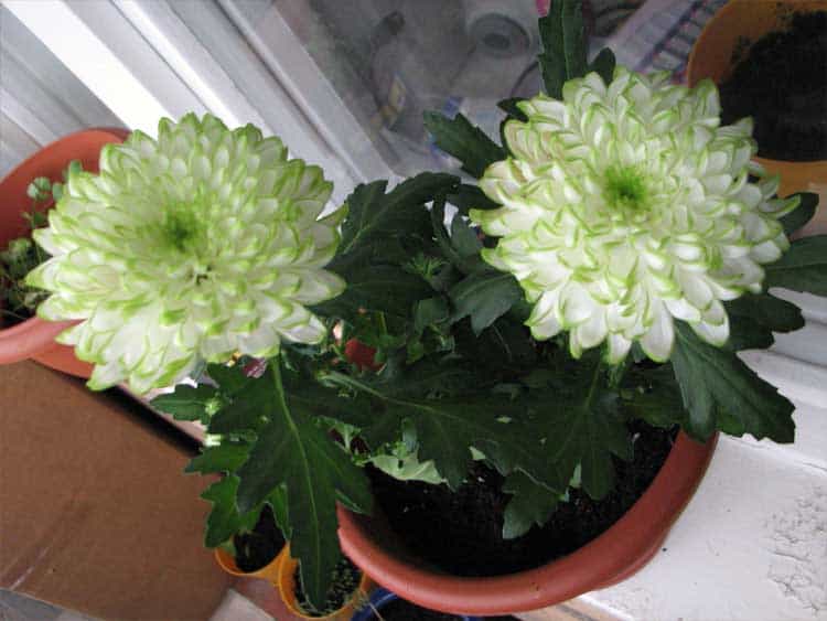Wie schneiden Sie eine Chrysantheme im Topf nach der Blüte zurück?