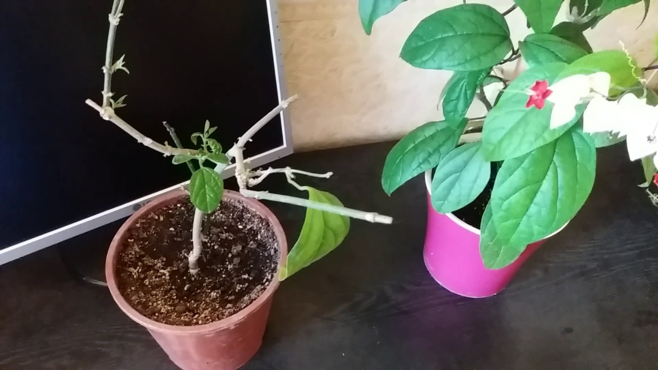 Wie schneiden Sie Clerodendrum, damit es blüht?