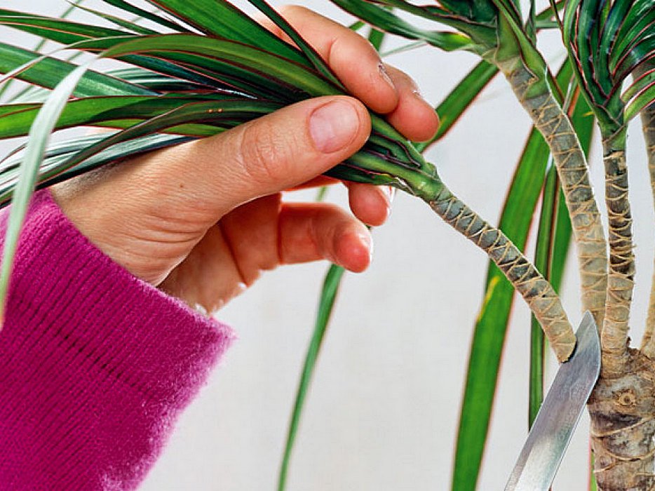 Wie schneiden Sie eine Dracaena zu Hause?